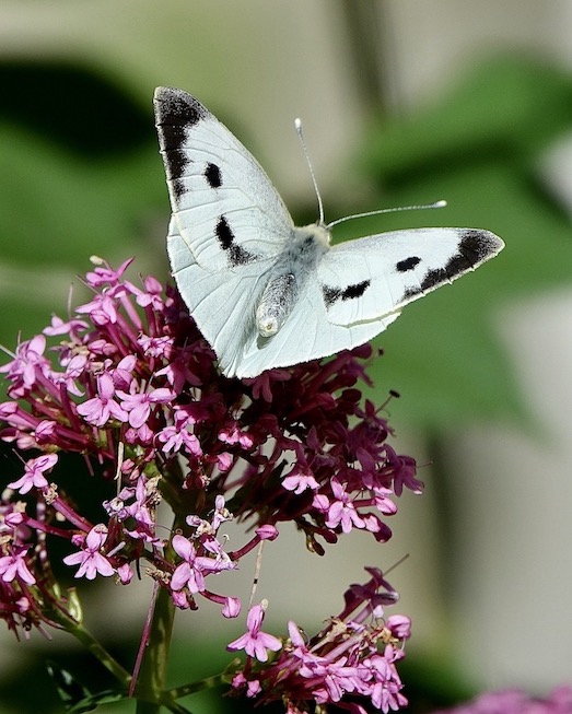 large white
